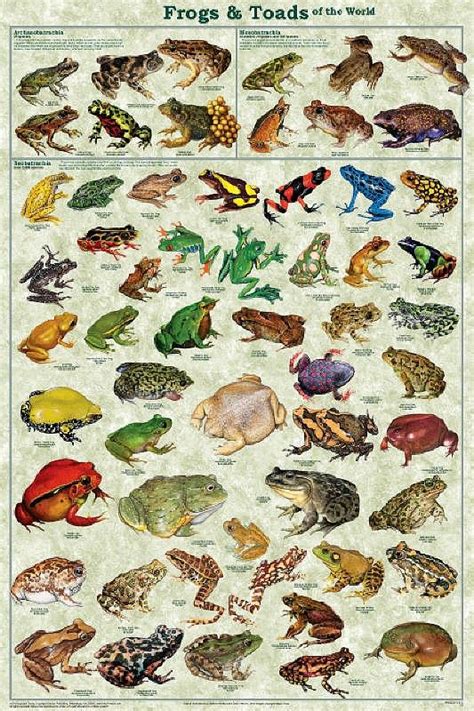 Laminated Frogs & Toads Amphibian Identification Chart | Frog and toad, Frog species, Toad