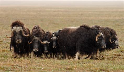 Chukotka Autonomous Okrug Mountains