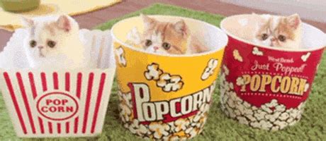 Cat Popcorn GIF by Cheezburger - Find & Share on GIPHY