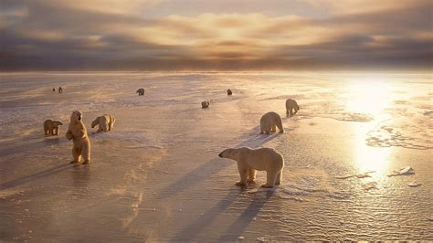 Polar Bears Arctic Ice Wallpaper Hd For Dekstop : Wallpapers13.com