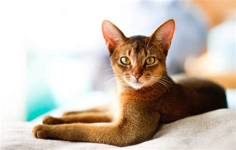 15 Most Unique Cat Breeds