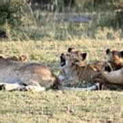 Lion Cub Yawning Photograph by Debbie Blackman - Fine Art America