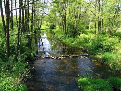 Middle Forest river Photo about oasis, forest, water, river, trees, green, light - 112907296 ...