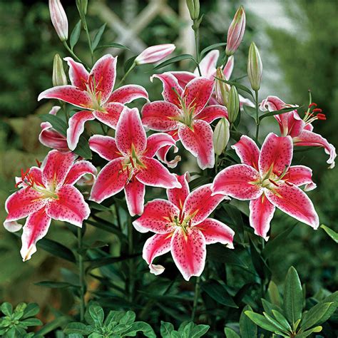 Stargazer Lily Bulbs - Pink Stargazer Lilies | Breck's