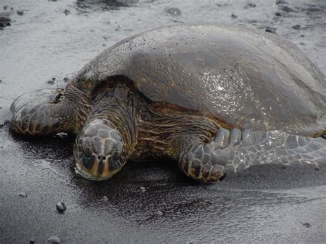 Hawaiian Green Sea Turtle on black sand beach-Big Island | Green sea ...