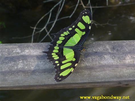 Butterflies of Iguazu Falls, Argentina - Vagabond Way