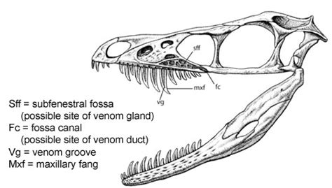 Physiological Adaptations - THE KOMODO DRAGon