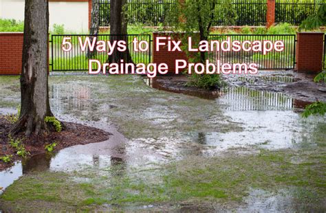 5 Ways to Fix Landscape Drainage Problems - DiSabatino Landscaping