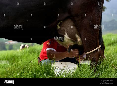 Beautiful view of a farmer milking a cow in a rural farm Stock Photo - Alamy