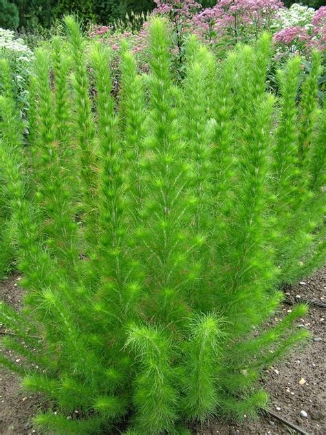 Eupatorium capillifolium | dog fennel/RHS Gardening