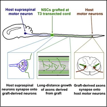 Long-Distance Growth and Connectivity of Neural Stem Cells after Severe ...