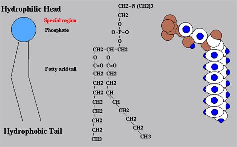 Phospholipids | Structure, Classification, Types & Summary