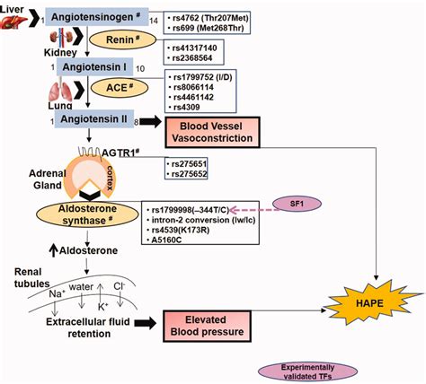 The renin–angiotensin–aldosterone pathway regulates blood pressure and... | Download Scientific ...