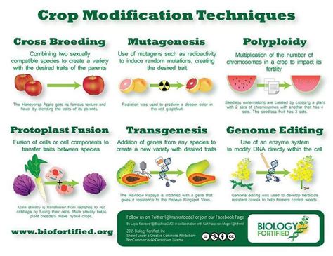 A very interesting infographic on plant breeding. . .... | Plant breeding, How to create ...