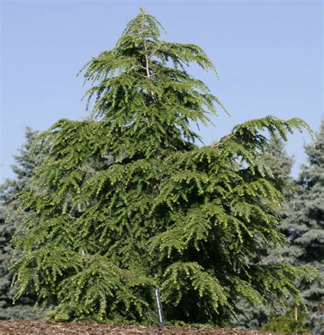 Tsuga canadensis ' Dawsoniana ' Canadian Hemlock - Kigi Nursery