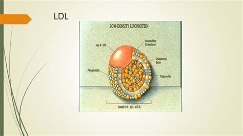 Abnormalities in lipoproteinemia