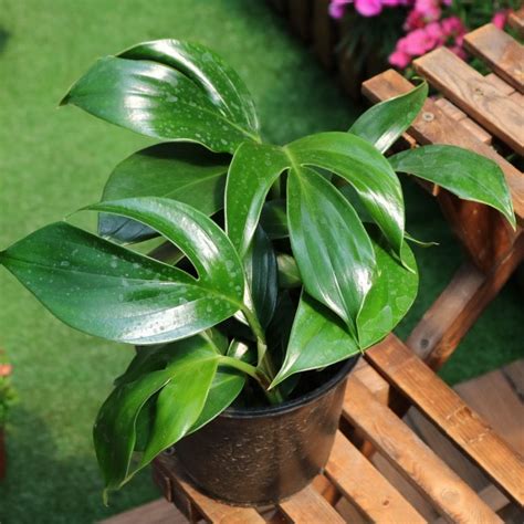 Buy Dragon Tail Plant Online in Pakistan - Epipremnum pinnatum