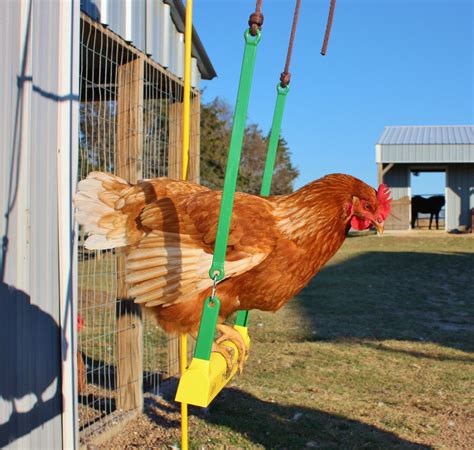 Chicken Swing and Poultry Supplies | Cackle Hatchery