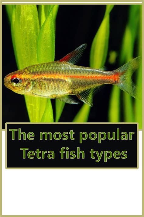 The most popular Tetra fish types - The Buzz Land