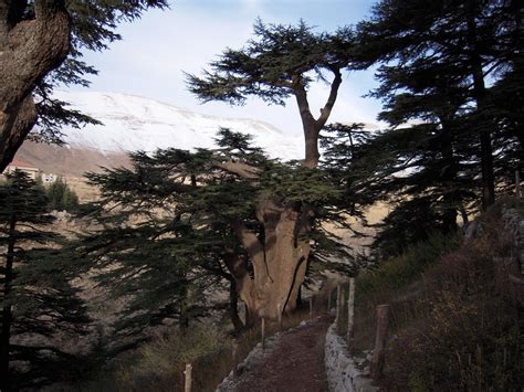 Lebanon Beckley Bugle: The Cedars of Lebanon