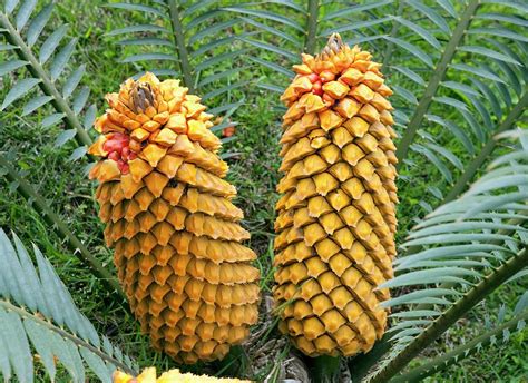 Cycas Revoluta Seeds