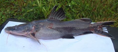 Cara Budidaya Ikan Patin Di Kolam Terpal Untung Ganda