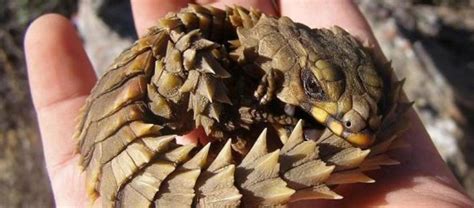 The Ever Spiky Armadillo Lizard | Critter Science