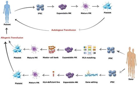 of the strategies for overcoming alloimmune responses following PLT... | Download Scientific Diagram