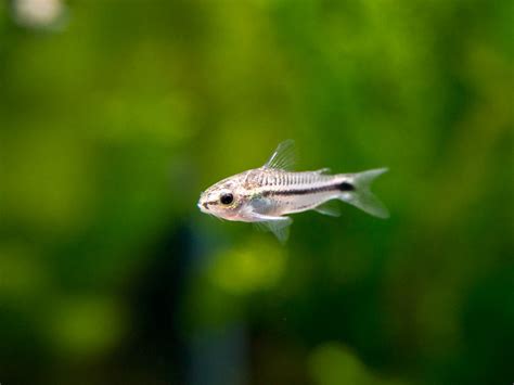 Pygmy Cory Catfish (Corydoras pygmaeus), Tank-Raised! - Aquatic Arts on sale today for $ 31.99