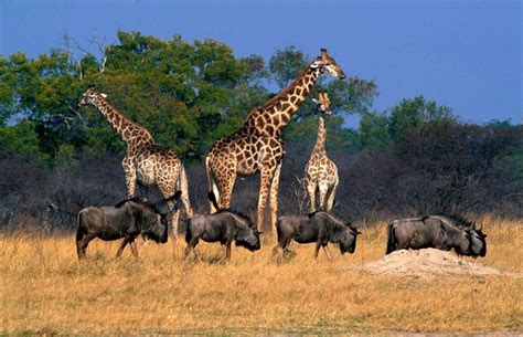 Africa's top 10 best safari parks | Safari Destinations in Africa