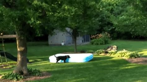 Dog Gets Trapped Under Inflatable Pool And Then Does The Funniest Thing ...