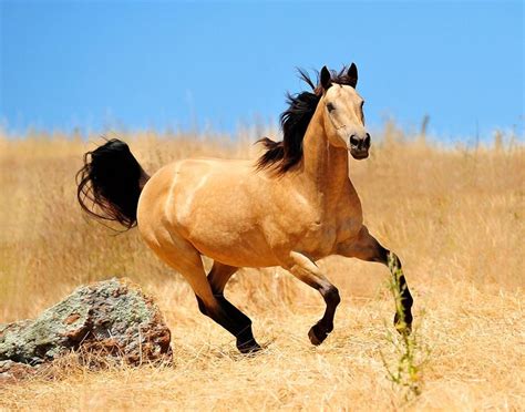 The Buckskin by Lover1969 | Buckskin horse, Horses, Pretty horses