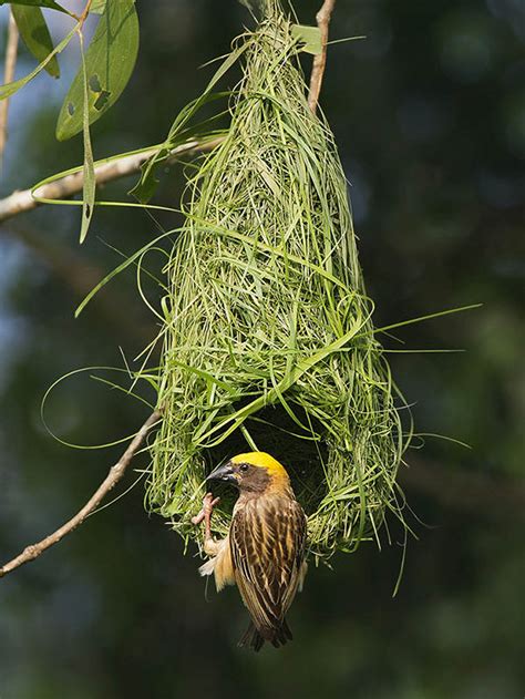 Weaver Bird Nest