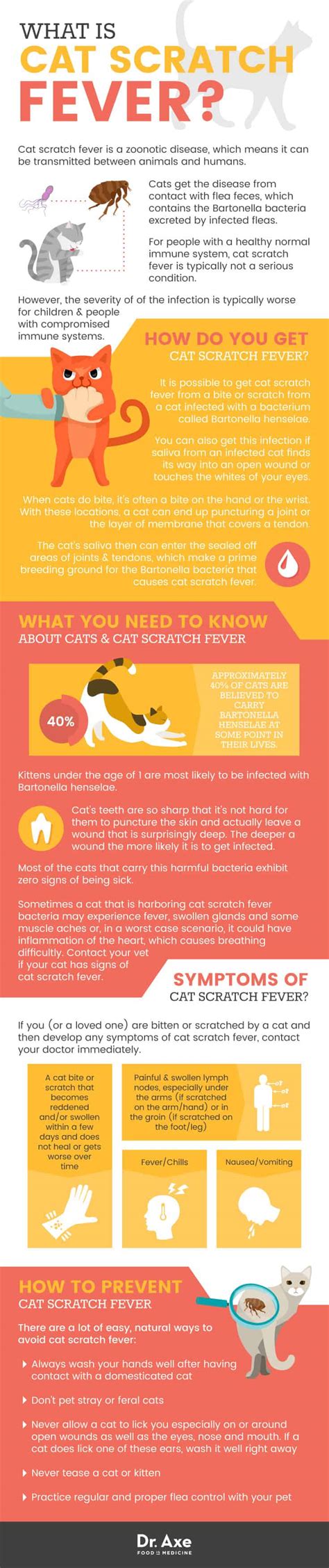 Cat Scratch Fever: See Your Doctor + Find Natural Relief - Dr. Axe