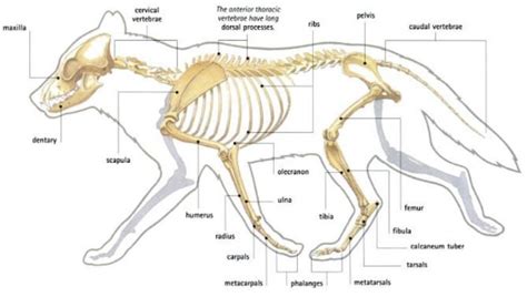 El gato más fuerte del mundo — wolveswolves: Gray wolf (Canis lupus ...