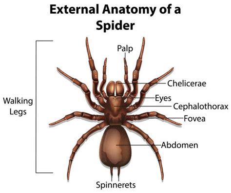 790+ Spider Anatomy Stock Photos, Pictures & Royalty-Free Images - iStock