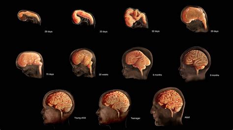 Human brain mapping abstract author disclosure form - lasopaitalian