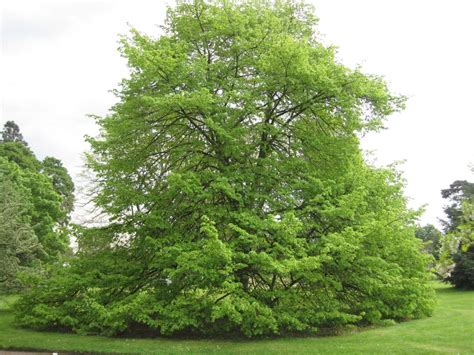 Lime Trees - Tree Guide UK Lime trees are described.