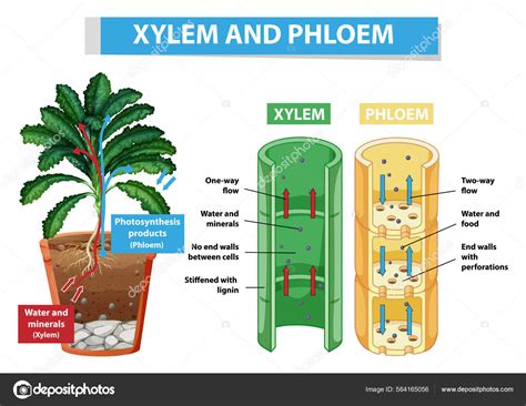 Diagram Showing Xylem Phloem Plant Illustration Stock Vector by ©blueringmedia 564165056