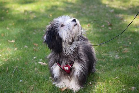 25 Havanese Colors That Will Blow Your Mind