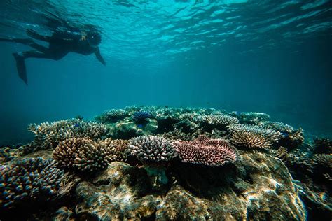 Snorkeling Tubbataha: Exploring Palawan's Coral Garden of Eden