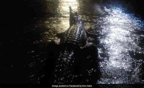 Crocodiles Out On Streets In Australia After Devastating Floods