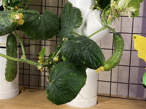 Parthenocarpic Cucumbers For Your Indoor Garden