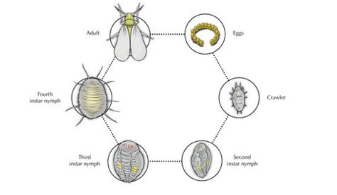 Whitefly Life Cycle