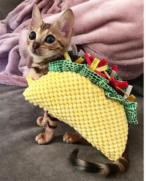 JustViral.Net - Find Viral Images Online | Taco cat costume, Cat halloween costume, Taco cat