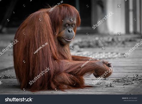 2,123 Orangutan habitat Images, Stock Photos & Vectors | Shutterstock