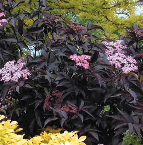 SAMBUCUS_NIGRA_BLACK_BEAUTY.jpg