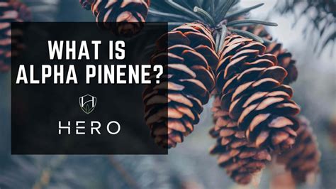 What is Alpha Pinene? | Hero Brands