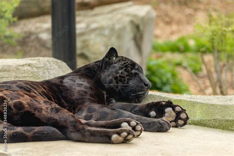 black jaguar Stock Photo | Adobe Stock