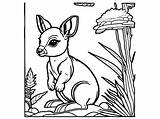 Cute Baby Kangaroo Coloring Page · Creative Fabrica sketch template